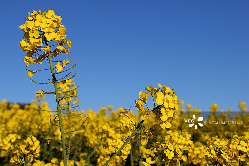 油菜籽田的图像黄色的花在春天图片素材