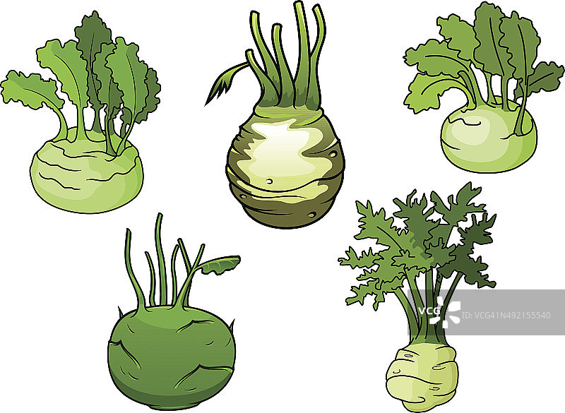 新鲜分离大头菜卷心菜蔬菜图片素材