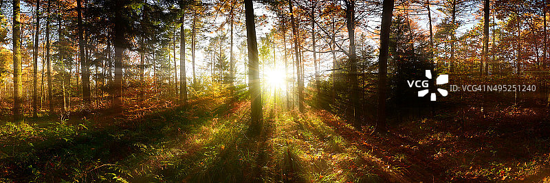 秋季森林全景图片素材