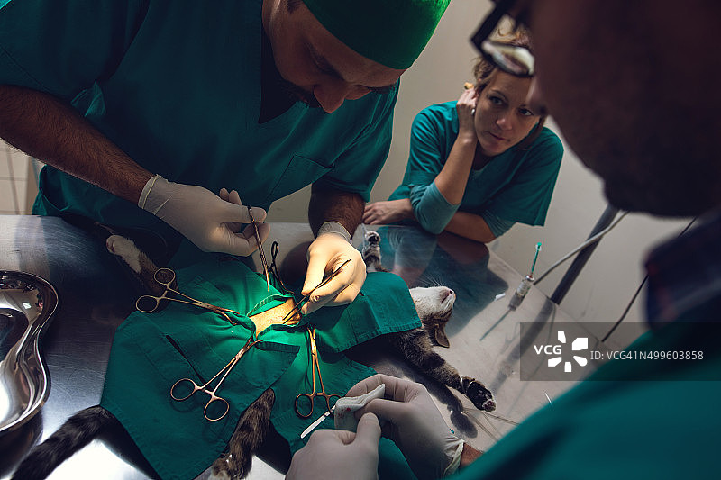 一位男兽医和他的同事正在给一只猫做手术。图片素材