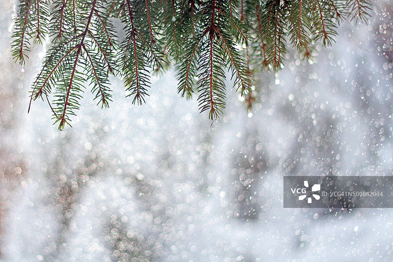 松树在冬天的森林里;本空间图片素材