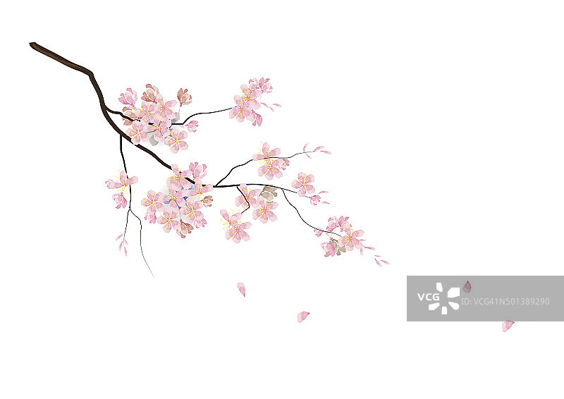 樱花带枝粉红色的水彩外观图片素材