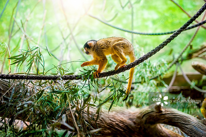 松鼠猴在自然栖息地，热带雨林和丛林图片素材