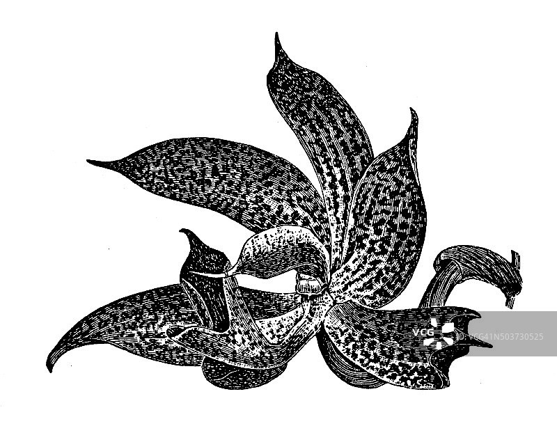 兰花的古董插图:Mormodes Ocannae图片素材