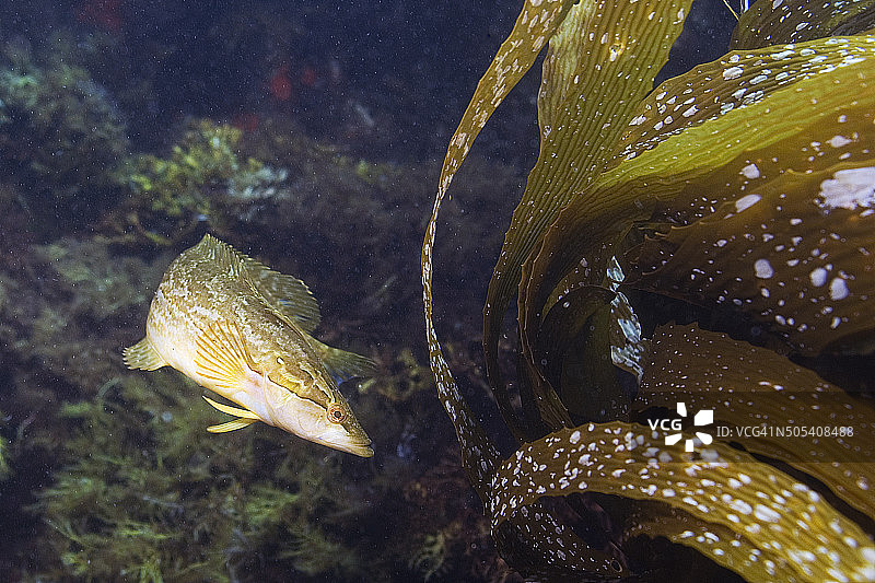 加利福尼亚暗礁上的鱼和海藻图片素材