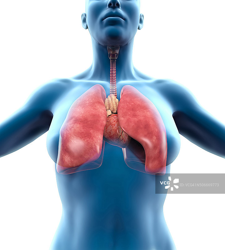 人类呼吸系统图片素材