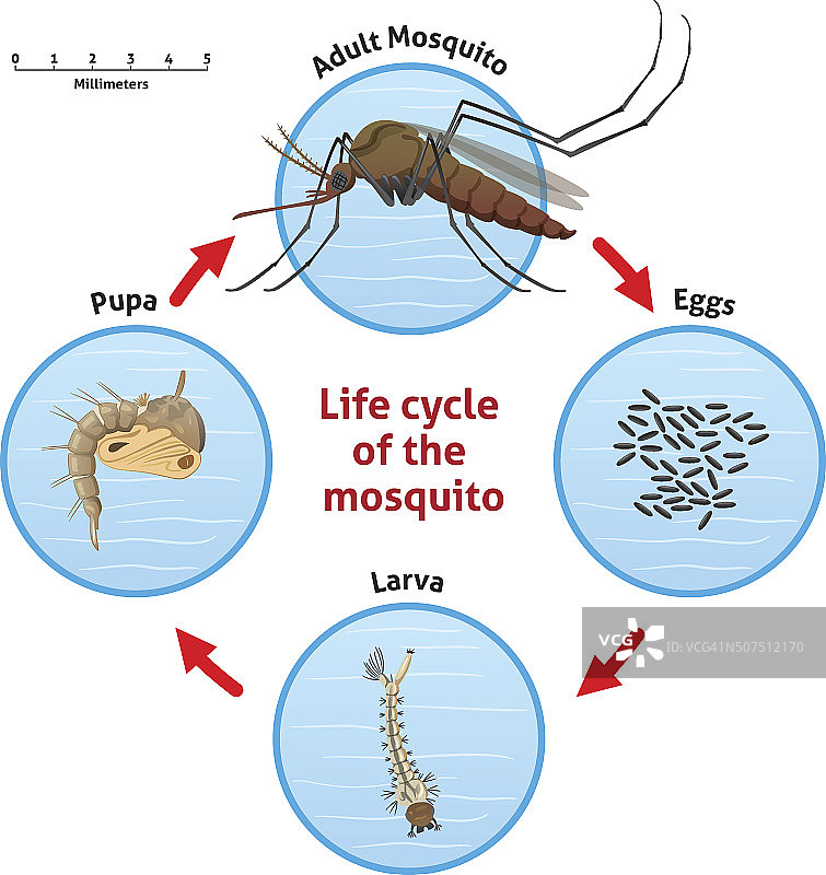 大自然，蚊子的生命周期高跷图片素材