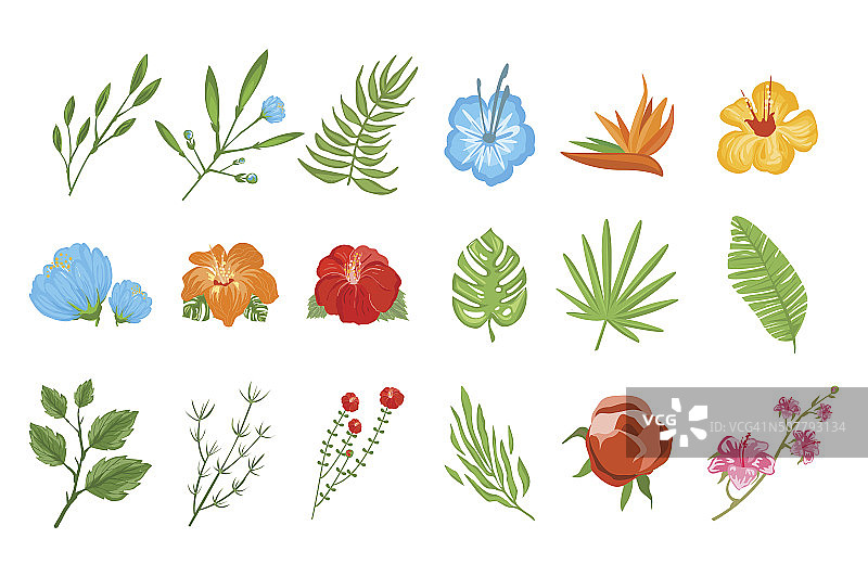 传统和热带花卉图片素材