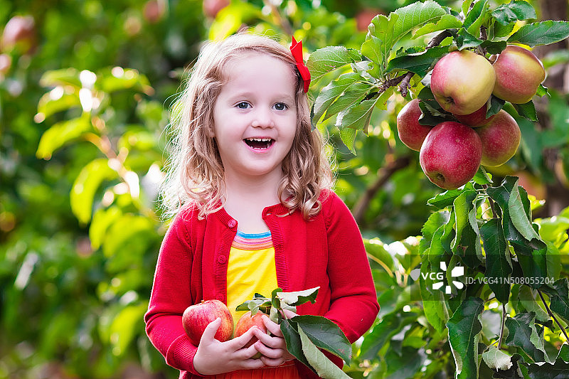 一个小女孩在果园的树上摘苹果图片素材