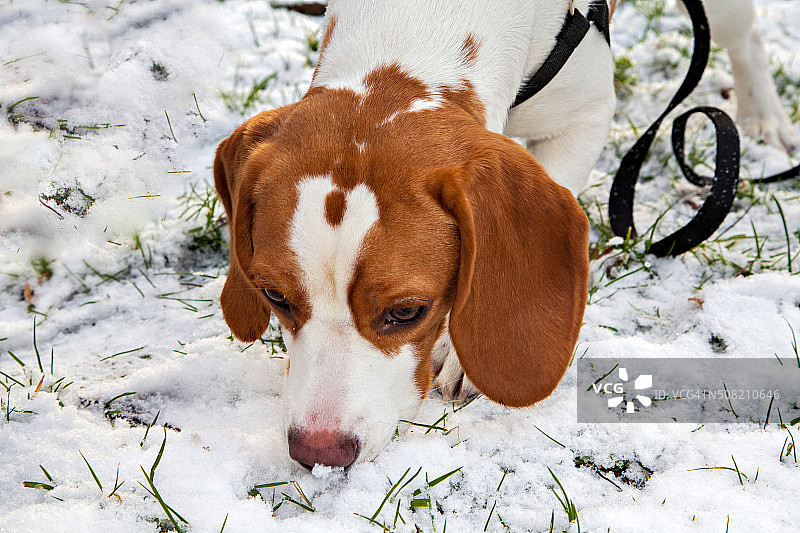 一只小猎犬在雪地里找东西图片素材