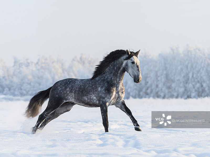 深灰色的马在冬天的田野上奔驰图片素材