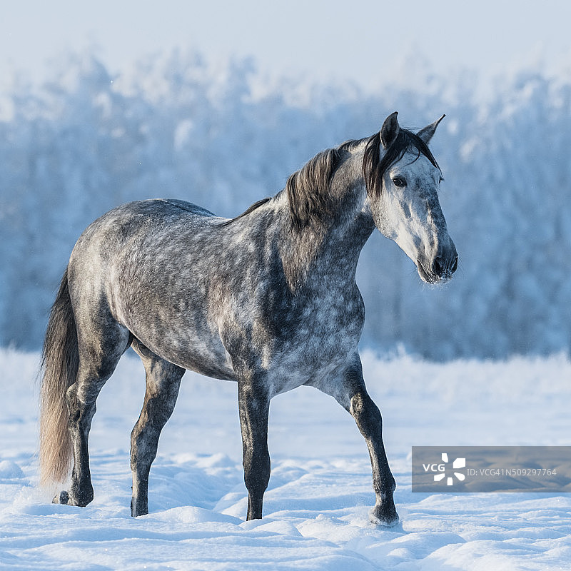 白雪皑皑的田野上有斑纹的灰色马图片素材