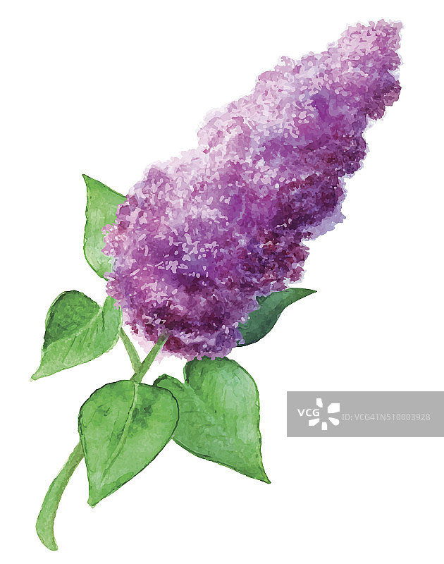 水彩枝盛开的紫丁香图片素材