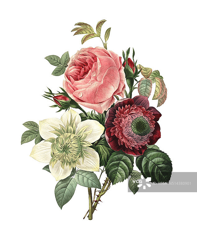 玫瑰，银莲花和铁线莲| Redoute花卉插图图片素材