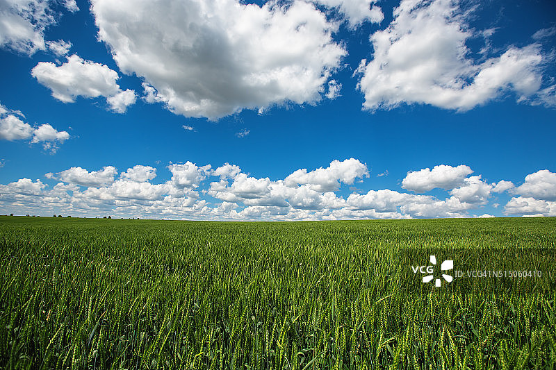 蓝天和白云映衬下的麦田。农业scen图片素材