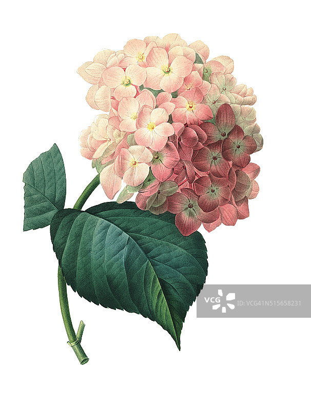 Hortensia | Redoute花卉插图图片素材