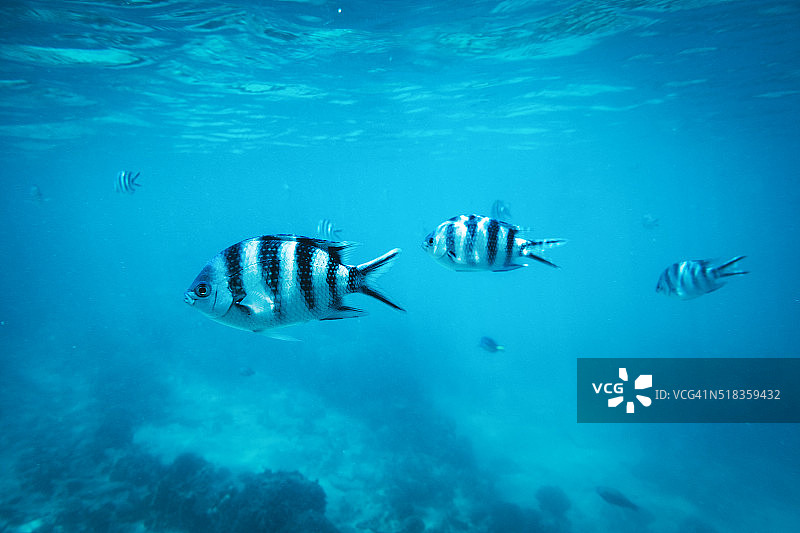水下热带鱼场景图片素材