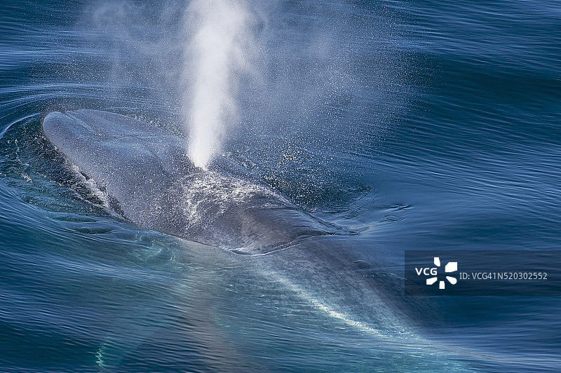 在斯瓦尔巴群岛浮出水面的蓝鲸图片素材