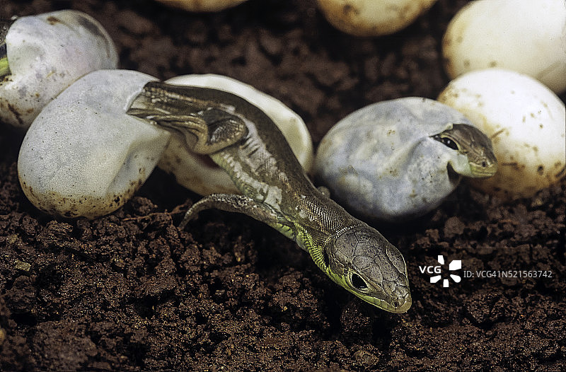白蜥(西方绿蜥蜴)-孵化图片素材