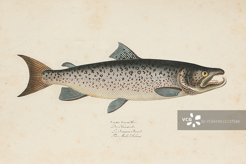 1785年雕刻的大西洋鲑鱼图片素材