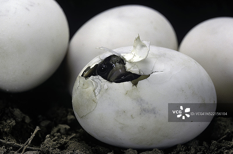 泰斯图多·赫尔曼(西赫尔曼龟)-孵化图片素材