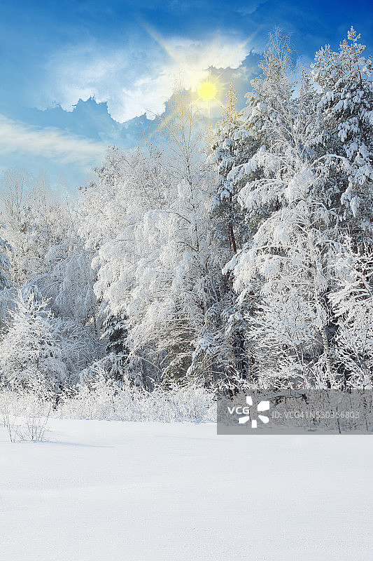 雪后的冬季景观与雪树图片素材