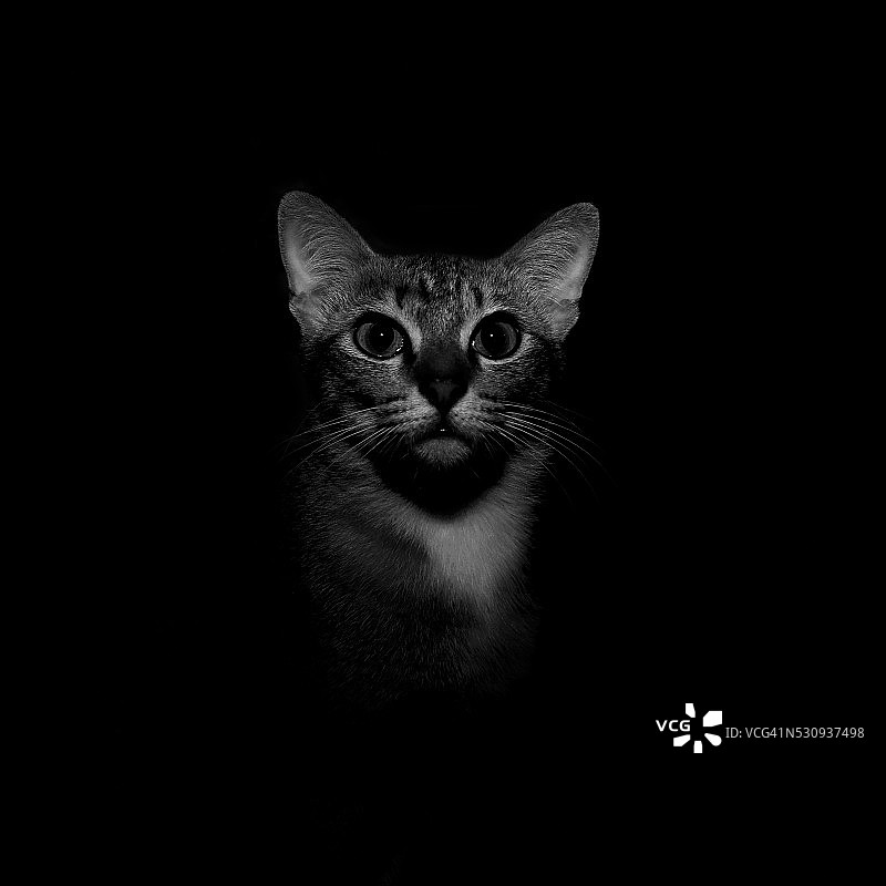 黑白猫的肖像。图片素材