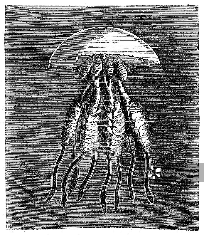 古色古香的水母插画图片素材