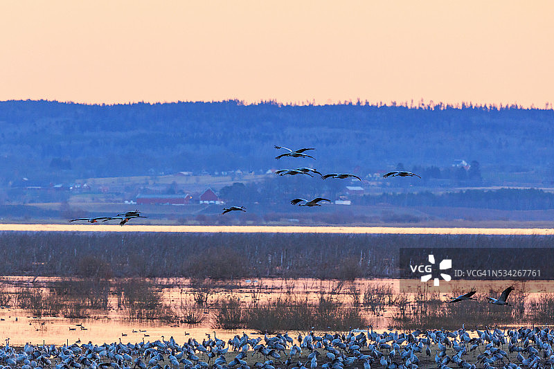 黎明时分，鹤群飞过湖面图片素材