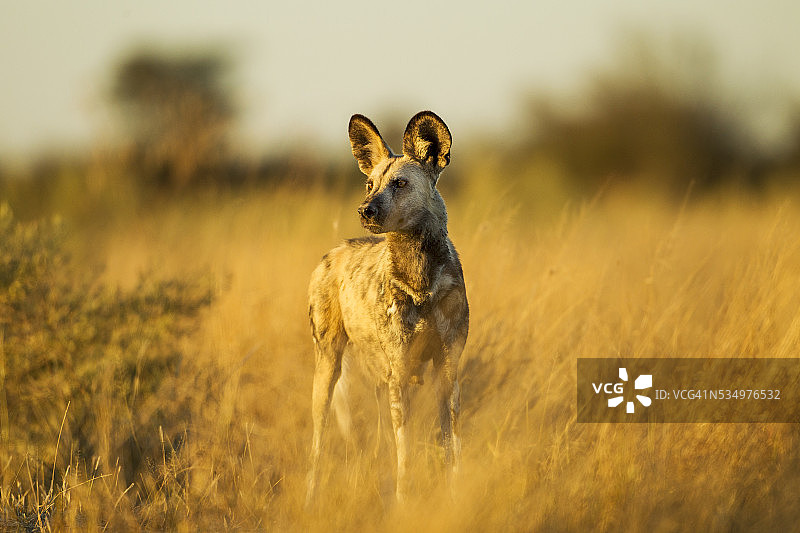 黎明的野狗，莫雷米野生动物保护区，博茨瓦纳图片素材