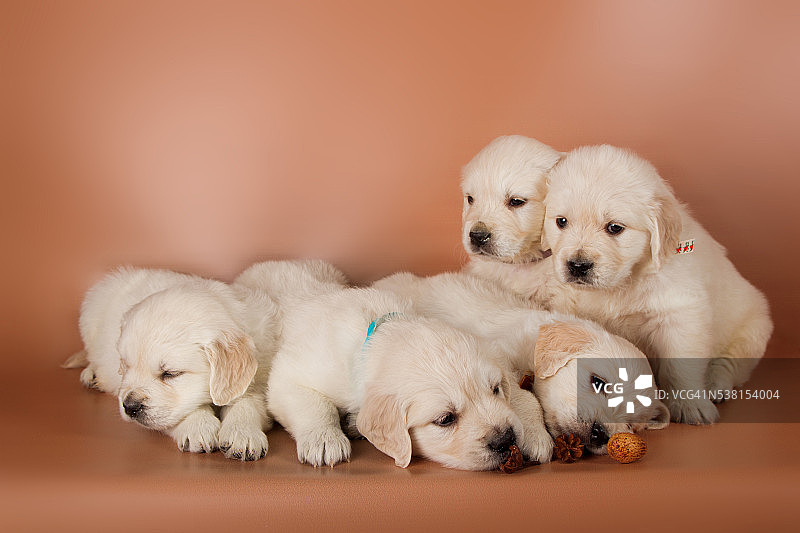 一群可爱的拉布拉多小狗图片素材