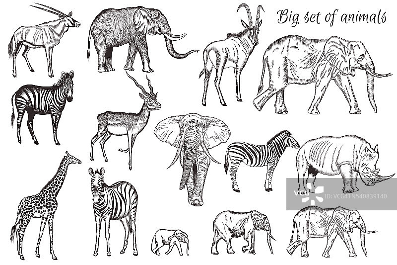 矢量集手绘详细的非洲动物图片素材