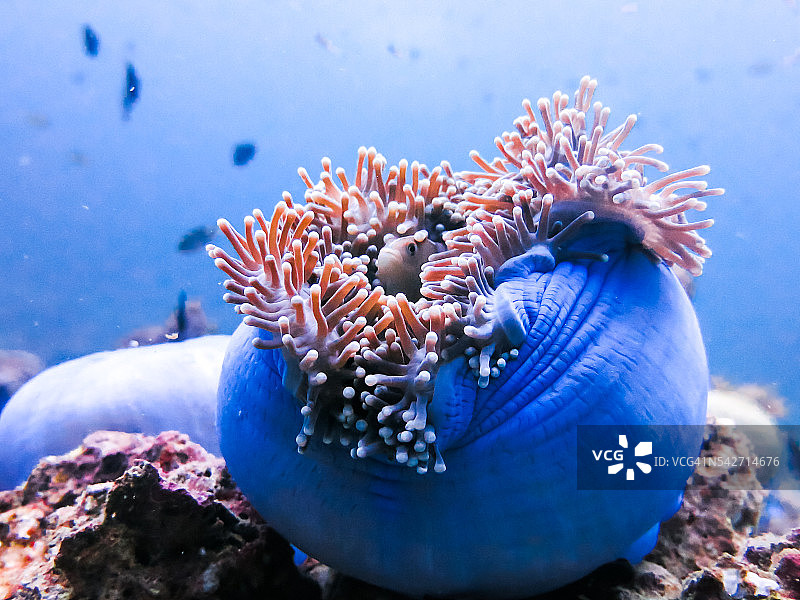 小丑鱼和华丽的海葵共生图片素材
