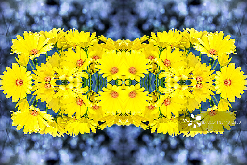 新鲜美丽的黄色骨花盛开超现实形状对称的万花筒图片素材