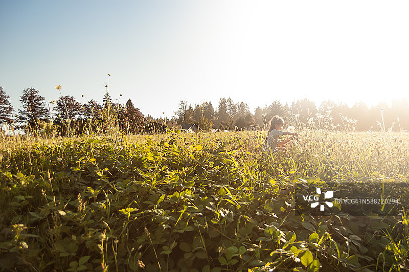 日落时分，小女孩在草地上采摘野花图片素材