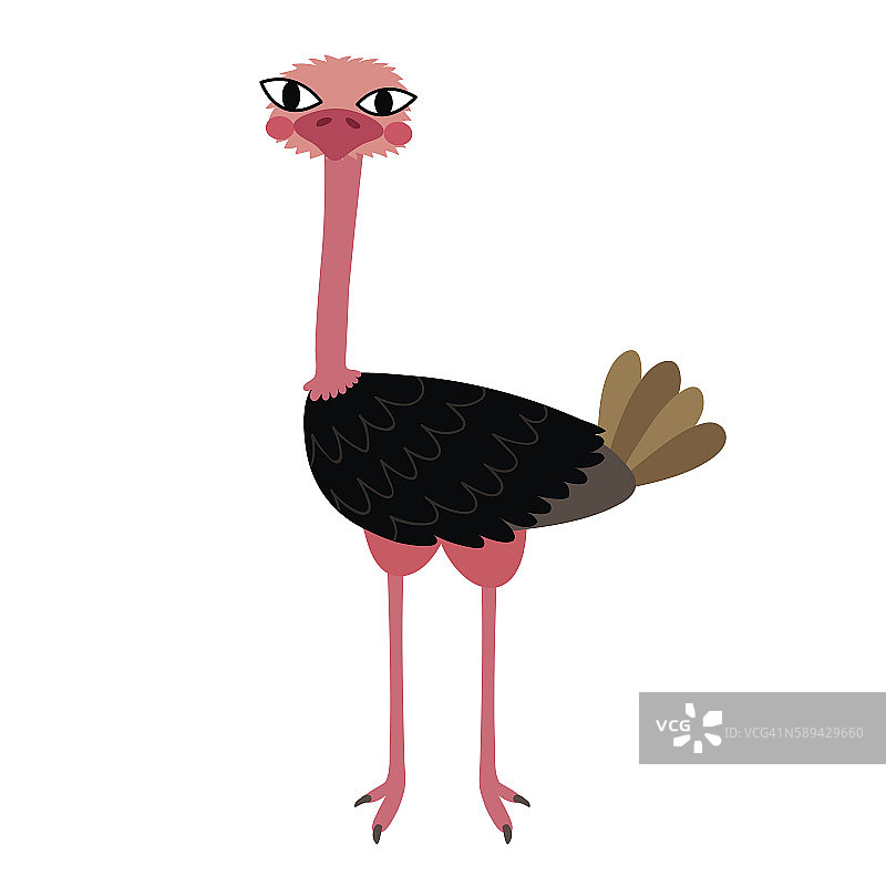 站立鸵鸟动物卡通人物矢量插图。图片素材