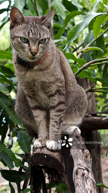 芒果里的虎斑猫图片素材