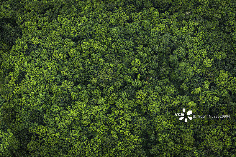 森林绿叶鸟瞰图林地树冠自然背景图片素材