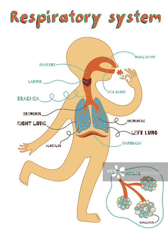 儿童呼吸系统矢量卡通插图图片素材