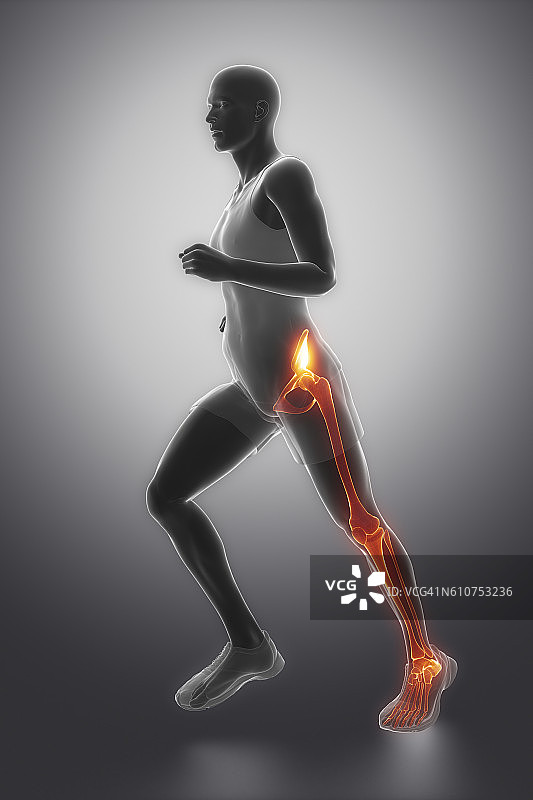 髋关节、踝关节和膝关节的解剖图片素材