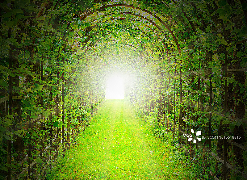 阳光照耀的绿色隧道。图片素材
