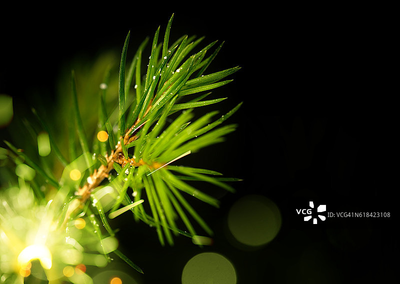 松树背景圣诞装饰图片素材