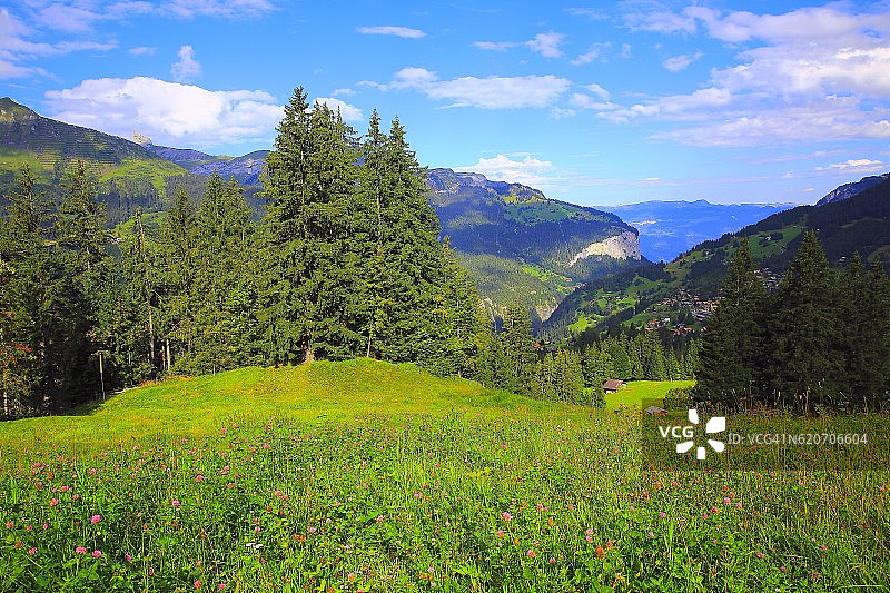 阿尔卑斯山文根村田园诗般的风景:林地、野花草甸、瑞士阿尔卑斯山图片素材