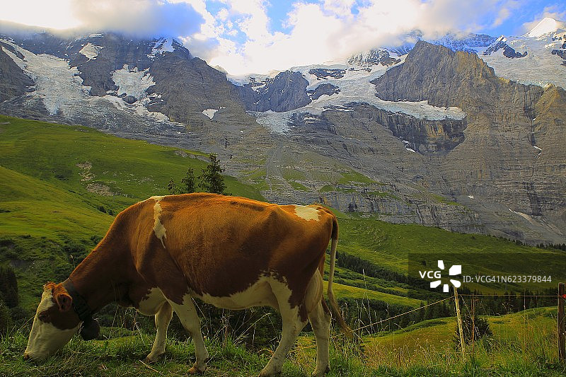 瑞士阿尔卑斯山伯恩斯高地Lauterbrunnen山谷上的少女和奶牛图片素材