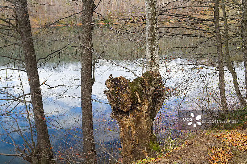 水中树木的倒影图片素材