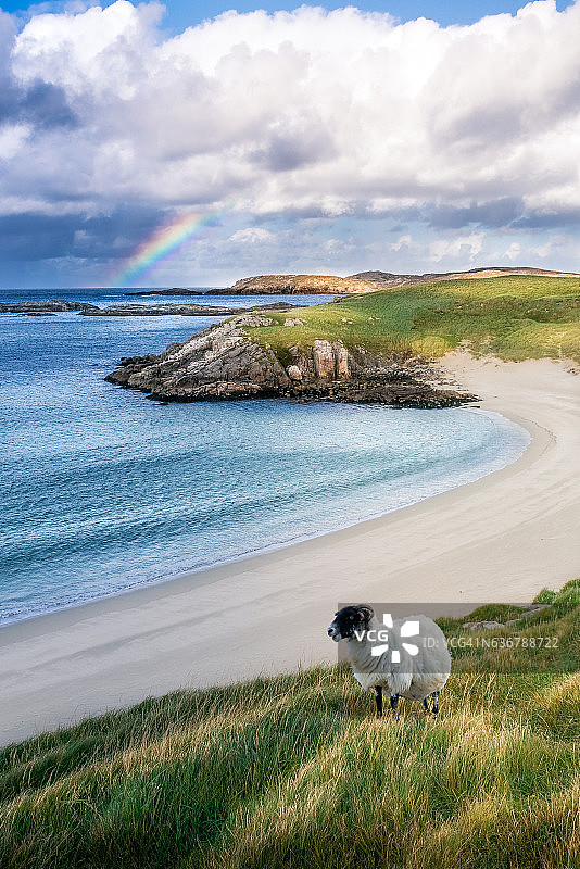 沙滩上有彩虹的绵羊图片素材