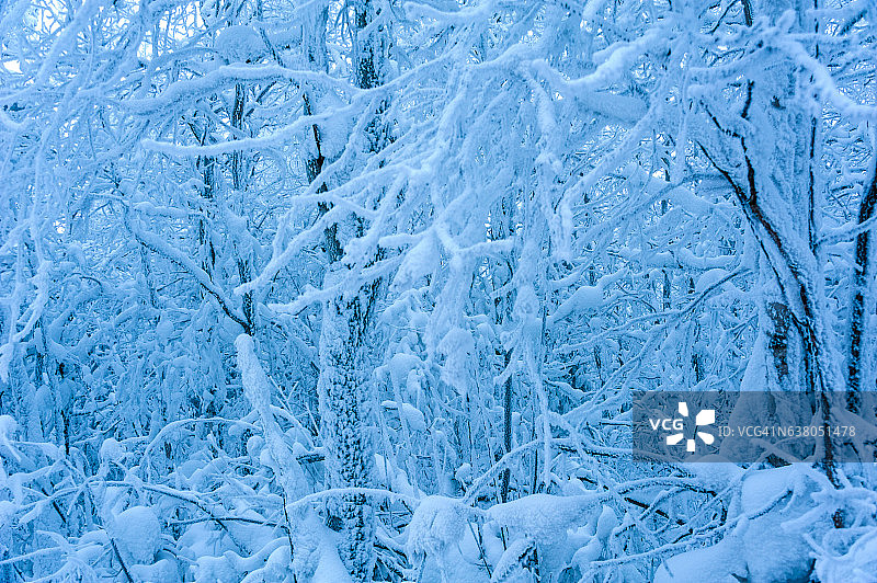 树木被雪覆盖的景观。图片素材