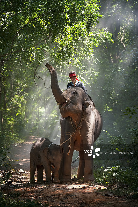 大象和Mahout图片素材
