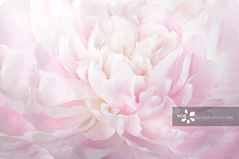花卉抽象背景，微距摄影淡粉色牡丹图片素材