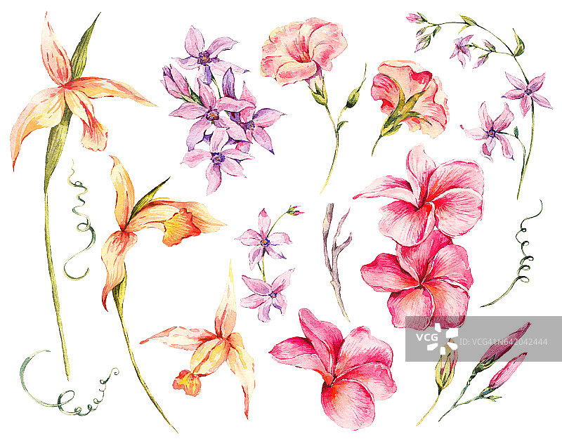 水彩画花卉热带自然元素图片素材